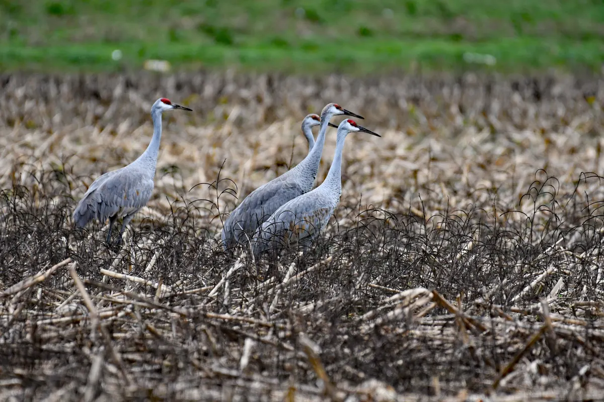 Sandhill cranes standing together in an open field